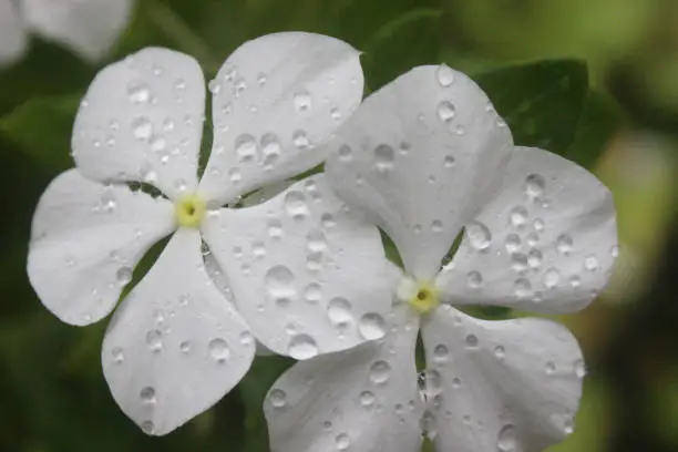 Photo of Flowers