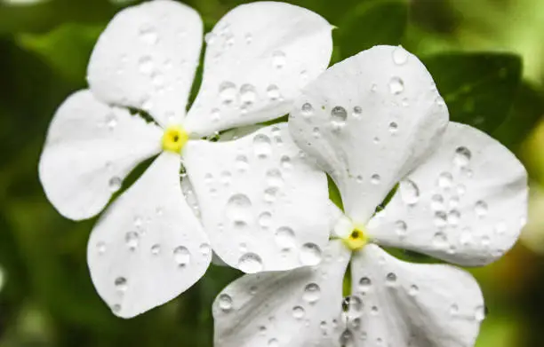 Photo of Flowers after the rain