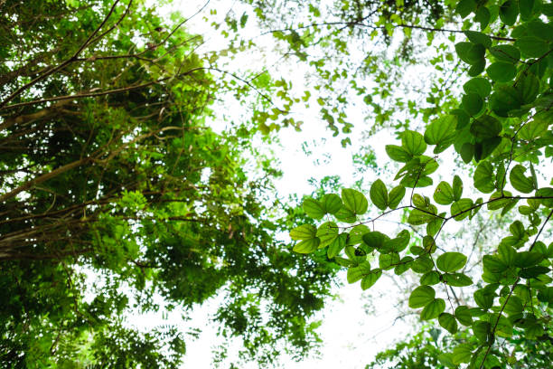 istock Green leaves against the bright sky 1130754863