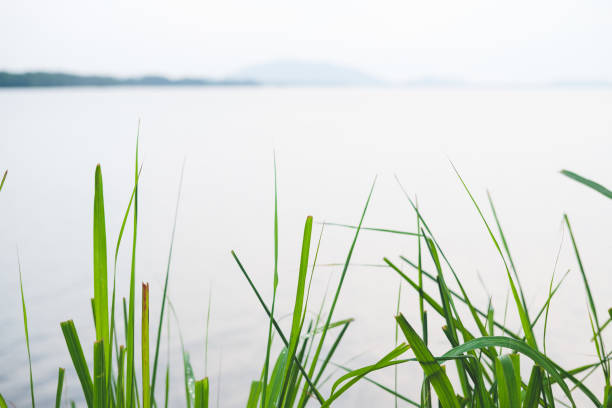 Lake view with vetiver in foreground