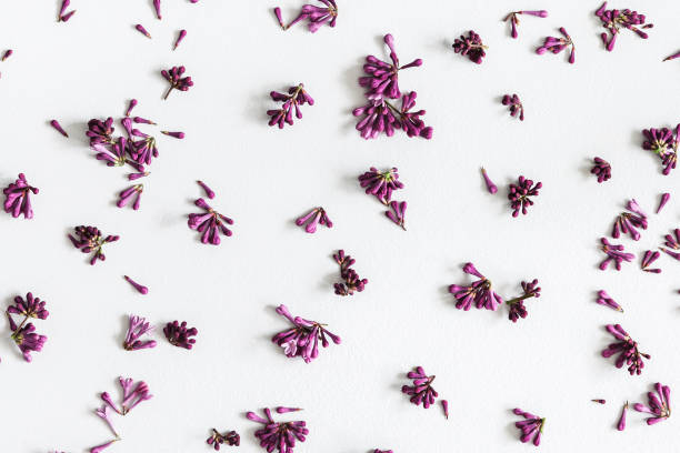 istock Flowers composition. Lilac flowers on pastel gray background. Spring concept. Flat lay, top view 1130755028