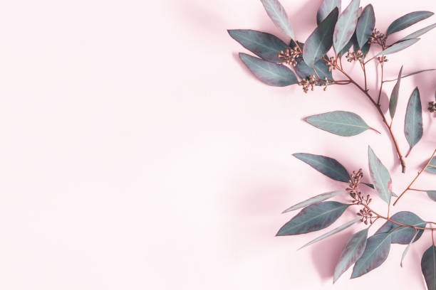 istock Eucalyptus leaves on pastel pink background. Pattern made of eucalyptus branches. Flat lay, top view, copy space 1130755773