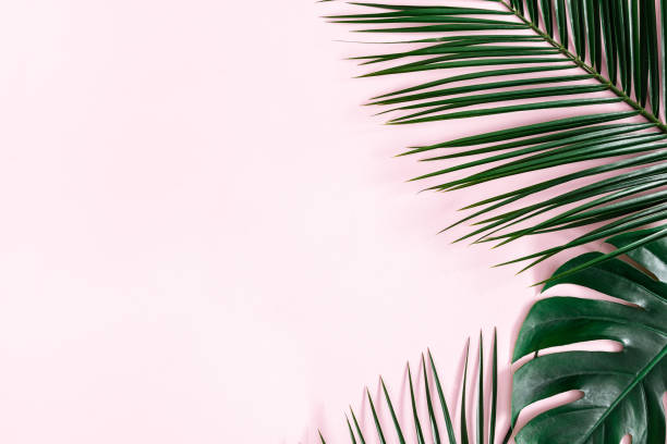 istock Summer composition. Tropical palm leaves on pastel pink background. Summer concept. Flat lay, top view, copy space 1130756235