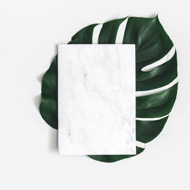 Summer composition. Monstera leaf, marble paper blank on pastel gray background. Summer, nature concept. Flat lay, top view, copy space, square