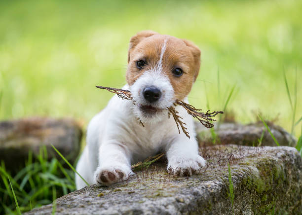 istock Naughty cute pet dog puppy playing 1130756395