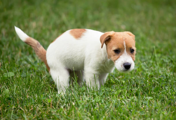 istock Pet dog puppy doing his toilet 1130756398