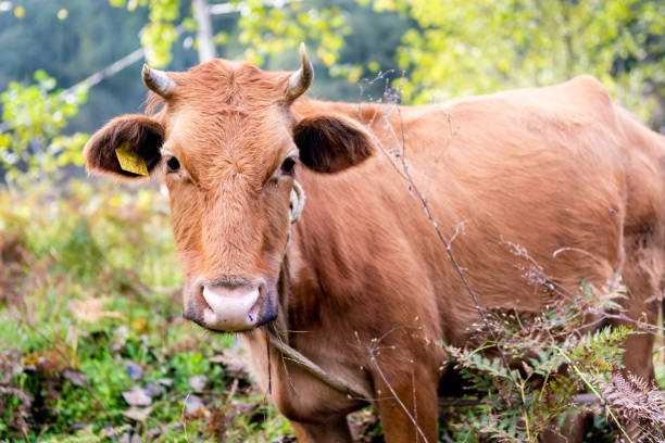 istock Beautiful brown cow in rural land 1130760188
