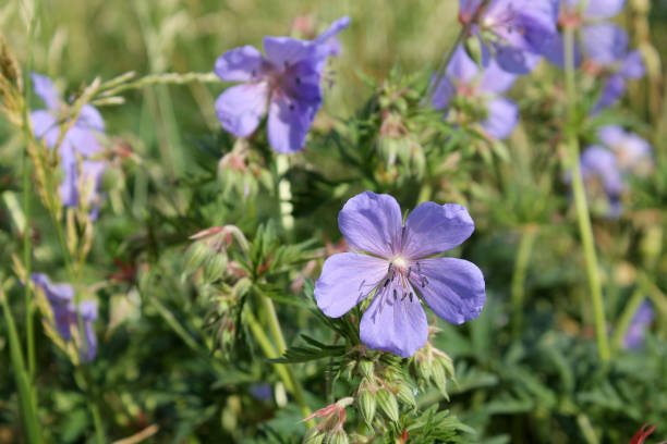 istock Blue flower of Geranium pratense or Meadow geranium 1130760426