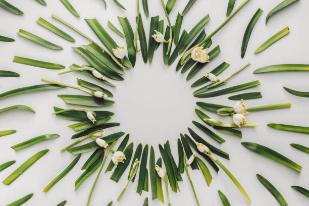 istock Creative pattern made of snowdrop flowers on a bright background. Flat lay, top view, copy space. Nature spring concept. 1130760513