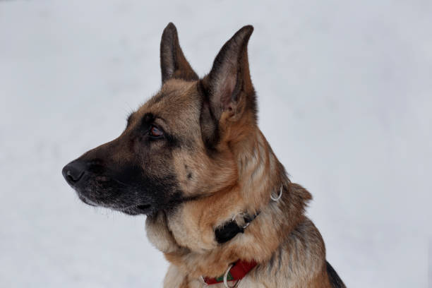 istock German shepherd with black mask close up. Pet animals. 1130761905