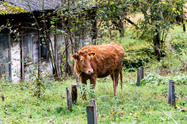 A cow grazes in a meadow in a Russian village and eats grass