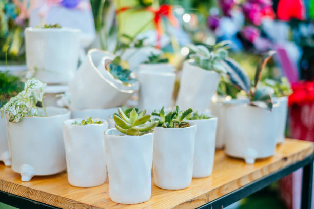istock Succulent pots at flower market 1130763167