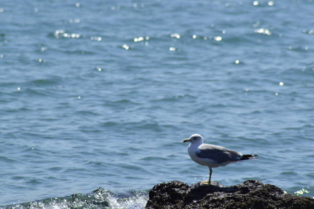 Ali Seagull Avının peşinde ki Ege Denizi martısı kompozisyon stock pictures, royalty-free photos & images