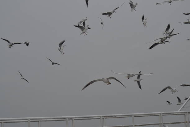 Ali Seagull Avının peşinde ki Ege Denizi martısı kompozisyon stock pictures, royalty-free photos & images