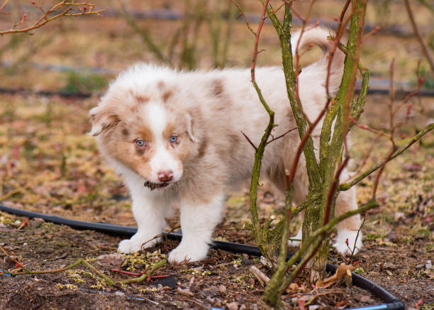 red tri australian shepherd puppy for sale