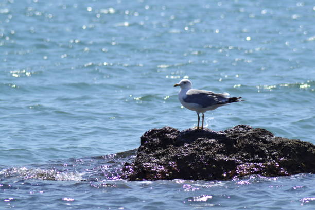 Ali Seagull Avının peşinde ki Ege Denizi martısı kompozisyon stock pictures, royalty-free photos & images