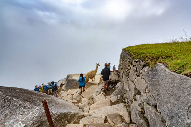 lhamas em maccu picchu - mt huayna picchu - fotografias e filmes do acervo