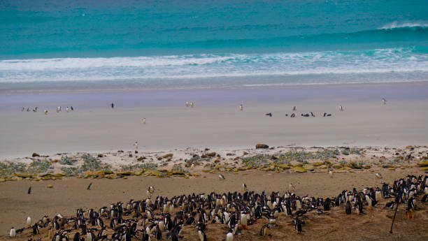 istock Penguin Habitat in Antarctica 1130765894
