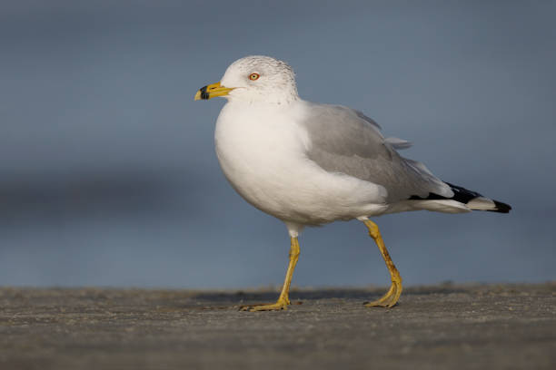 istock Ring-billed Gull foraging on a beach - Jekyll Island, Georgia 1130767734