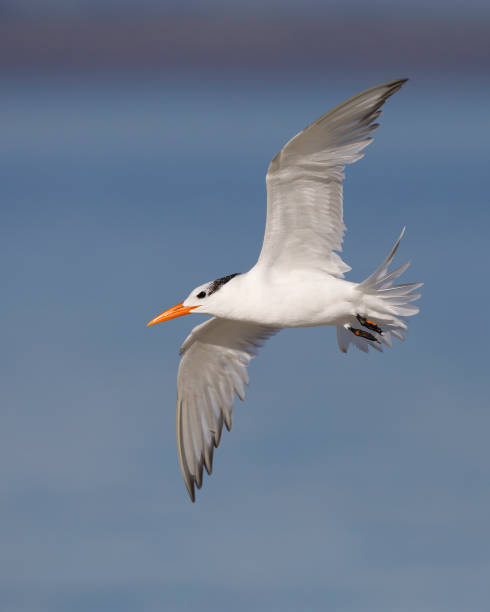 istock Royal Tern in flight - Jekyll Island, Georgia 1130767829
