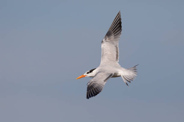 istock Royal Tern in flight - Jekyll Island, Georgia 1130767857