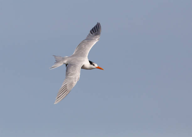 istock Royal Tern in flight - Jekyll Island, Georgia 1130768415