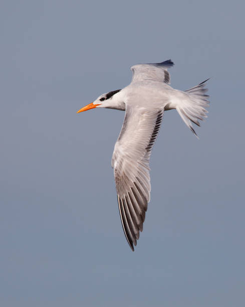 istock Royal Tern in flight - Jekyll Island, Georgia 1130768447