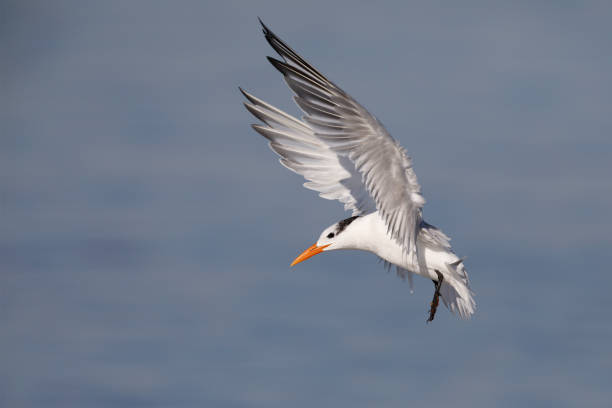 istock Royal Tern preparing to land - Jekyll Island, Georgia 1130768601