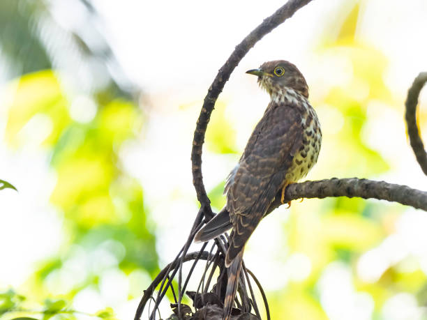 Common Hawk-Cuckoo (Hierococcyx varius) race "varius".  Thattekad, Kerala, India Medium sized cuckoo perched on a branch common cuckoo stock pictures, royalty-free photos & images