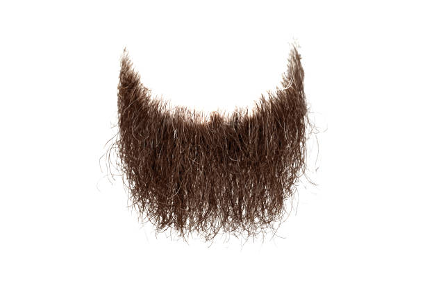 barba marrón despeinado aislada sobre fondo blanco - barba pelo facial fotografías e imágenes de stock