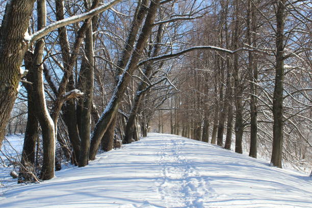 istock snow road in the winter forest 1130772209