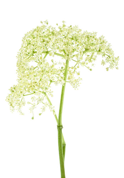 istock Elderberry flower on a white background. (European Elderberry; European Black Elderberry). 1130772218