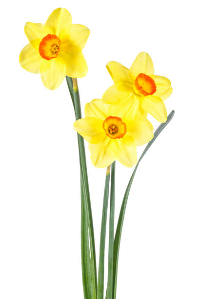 istock Fresh yellow narcissus isolated on white background 1130772236