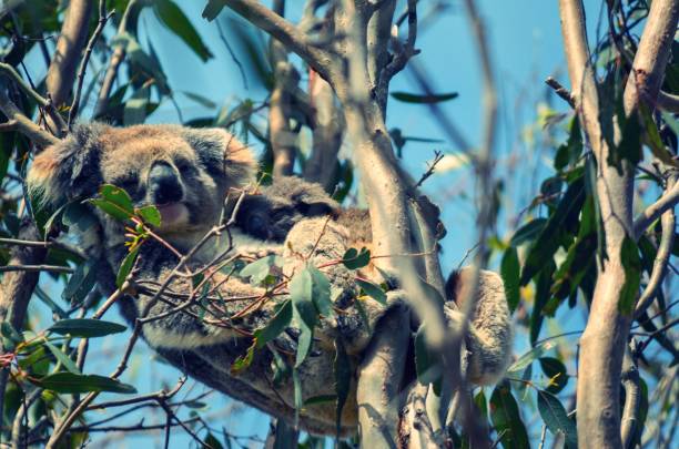 close up of mom and baby koala bears cuddling in tree - koala young animal australia mother imagens e fotografias de stock