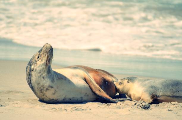 istock Mother and baby Seal on Kangaroo Island Australia. 1130772410