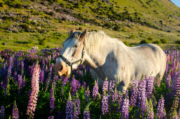 istock Horse in lupins 1130774197