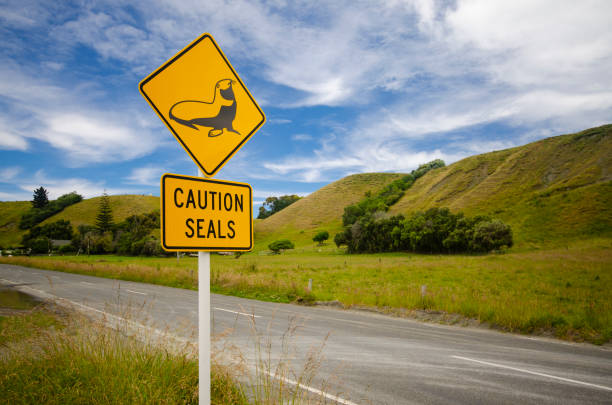 istock Road sign 'caution seals' , New Zealand 1130774379