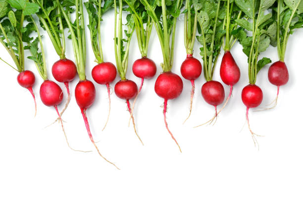 radis rouge vif avec des feuilles vertes - radish bunch red vegetable photos et images de collection