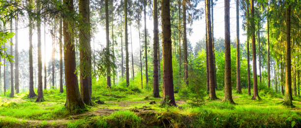 istock Beautiful forest with bright sunlight in the background 1130778647
