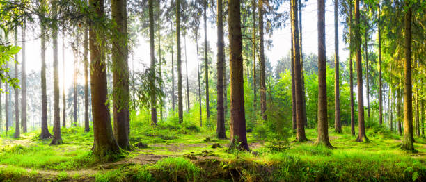 piękny las z jasnym światłem słonecznym w tle - mystery forest ecosystem natural phenomenon zdjęcia i obrazy z banku zdjęć