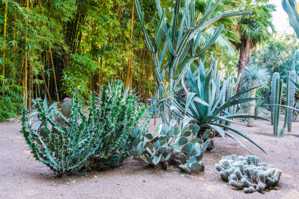 istock Cactus in botanical garden 1130779703
