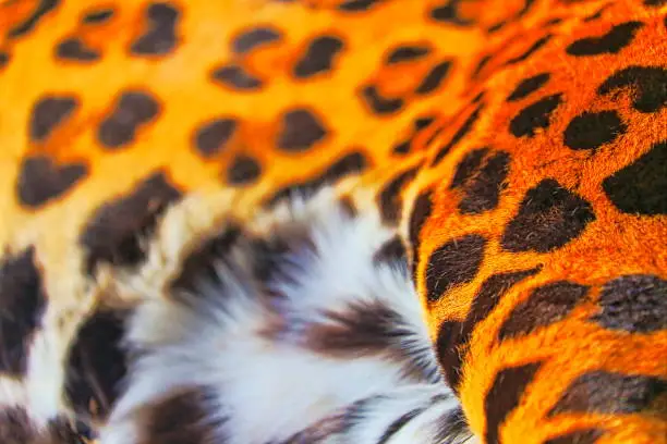 Photo of Jaguar leopard fur skin spotted animal pattern – Pantanal wetlands, Brazil