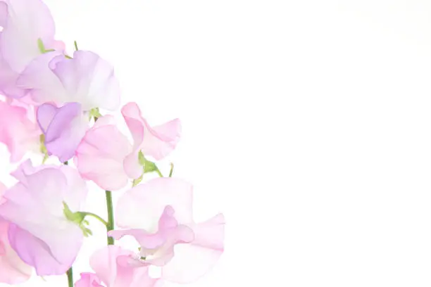 Pictured  sweetpea  in a white background.