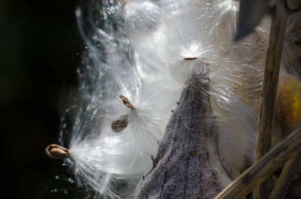 istock Nature Abstract: Elegant White Milkweed Fibers Presenting Their Seeds 1130780143