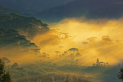 Araucarias pine trees at misty sunrise, landscape near Gramado, Rio Grande do Sul - Southern Brazil countryside