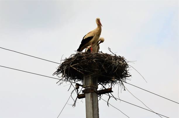 istock The stork flew to his nest. 1130782225