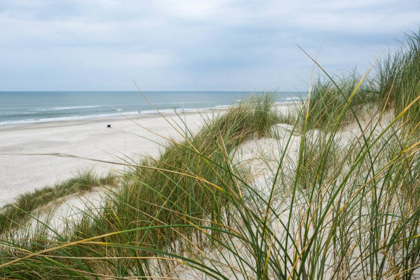 istock north sea coastline with grass in the dunes 1130783162