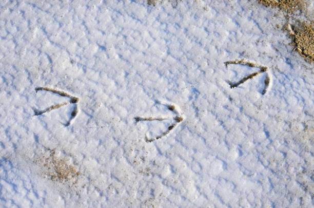 istock Traces of a bird on snow. 1130783380