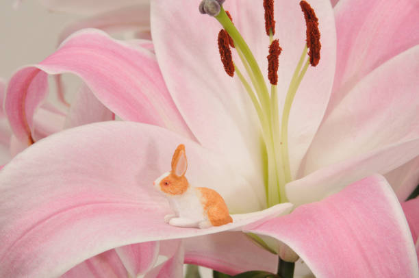 Bunny in a Lily stock photo