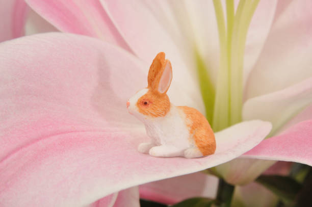 Bunny in a Lily stock photo